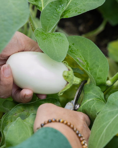 Bijzondere zaden voor jouw moestuin