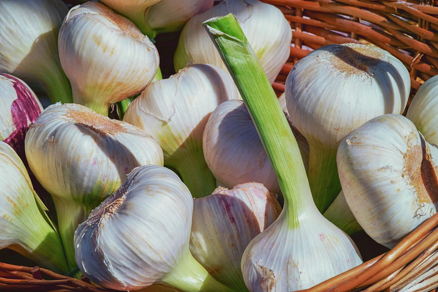 De populairste moestuinzaden in de herfst