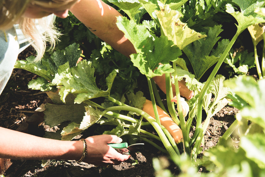 De perfecte start: Ideale groente voor je eerste moestuin