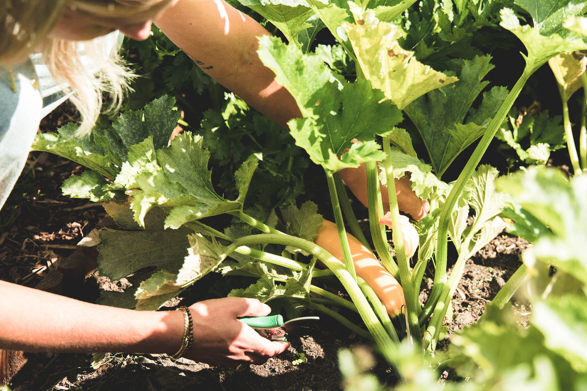 De perfecte start: Ideale groente voor je eerste moestuin
