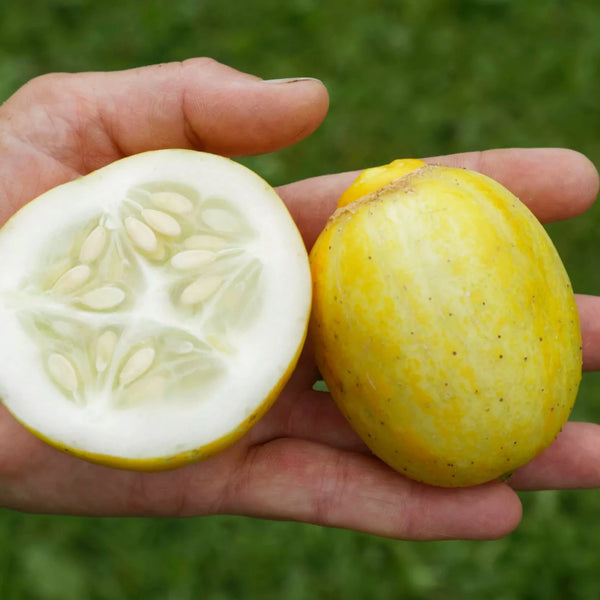 Salatgurke 'Lemon' / Zitronengurke (Cucumis sativus) – Bio-Samen