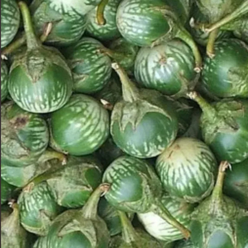 Aubergine Lao Green Stripe Bio