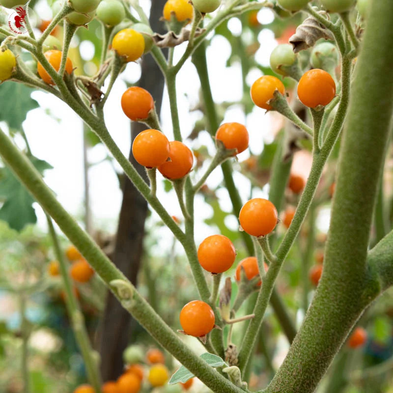 Aubergine Noon Ta Klong Erbse Bio