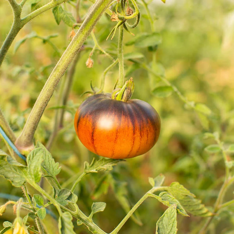 Bunte Tomate Lucid Avg