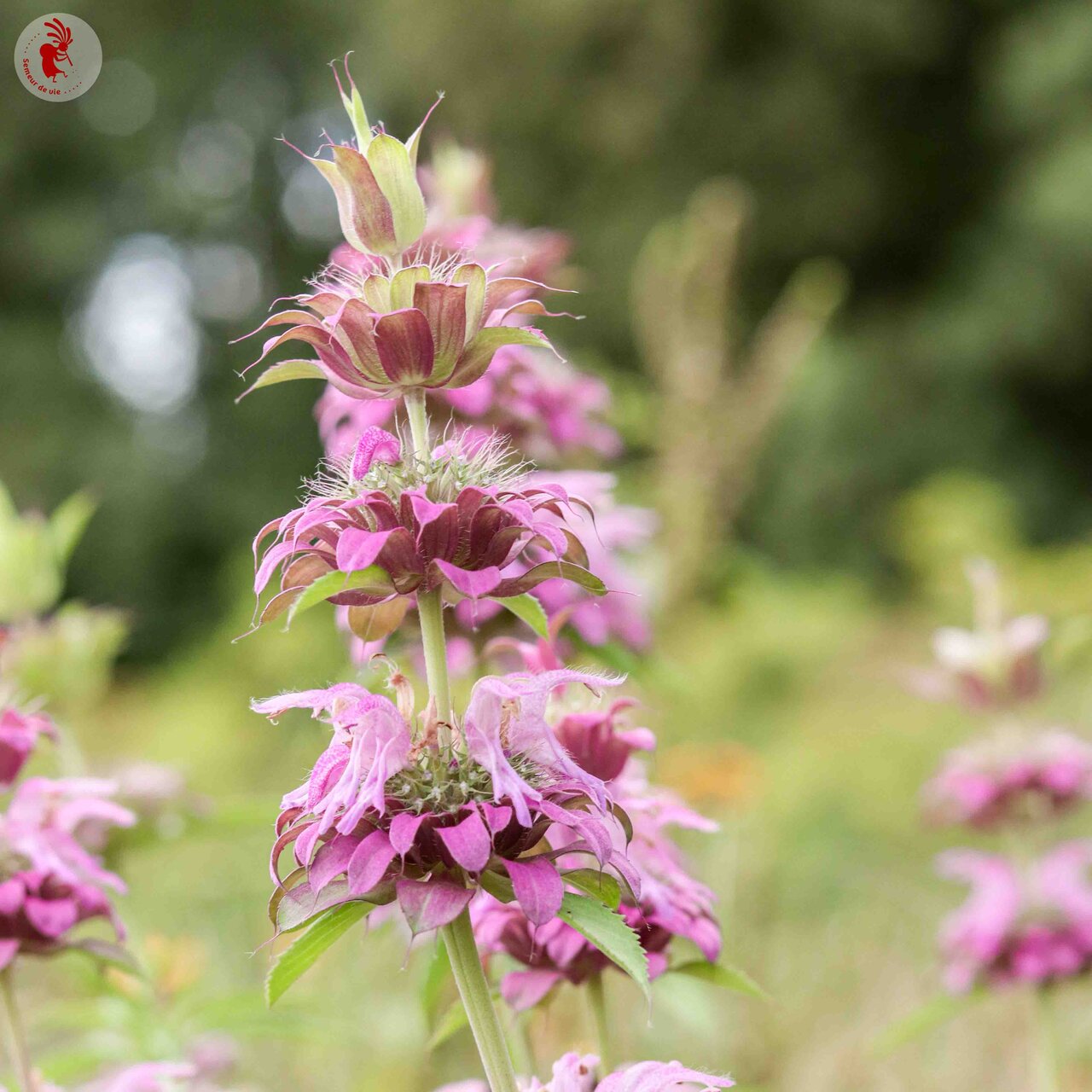 Zitronenbergamotte / Zitronenmelisse (Monarda citriodora) – Bio-Samen