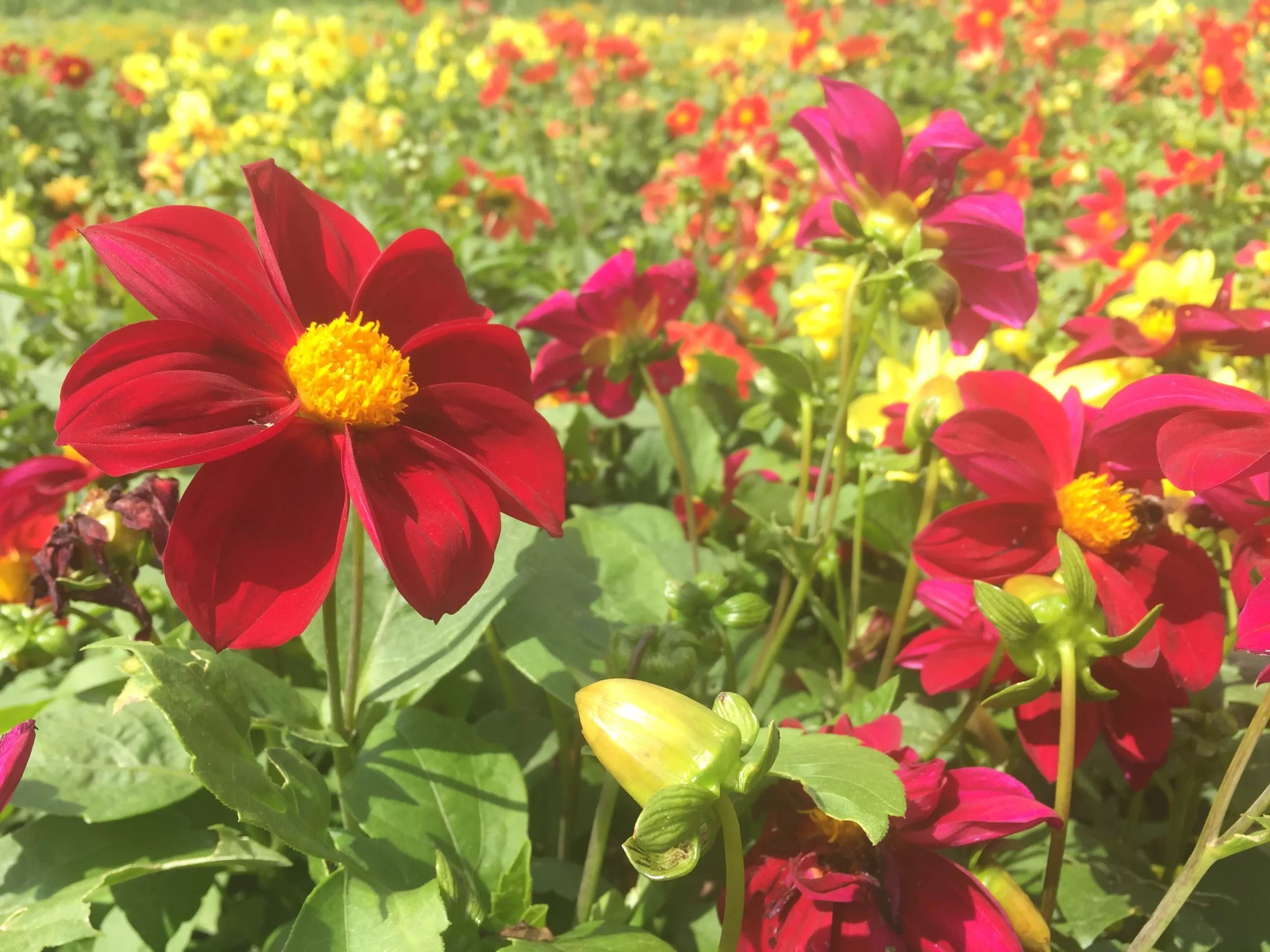 Essbare Dahlien Mignon Bio-Samen