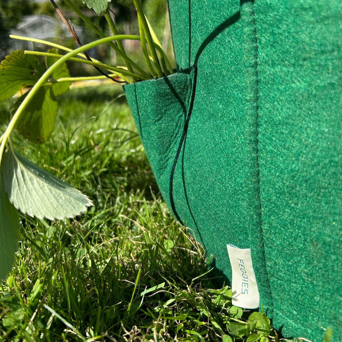 Feggies Pflanzbeutel Erdbeeren