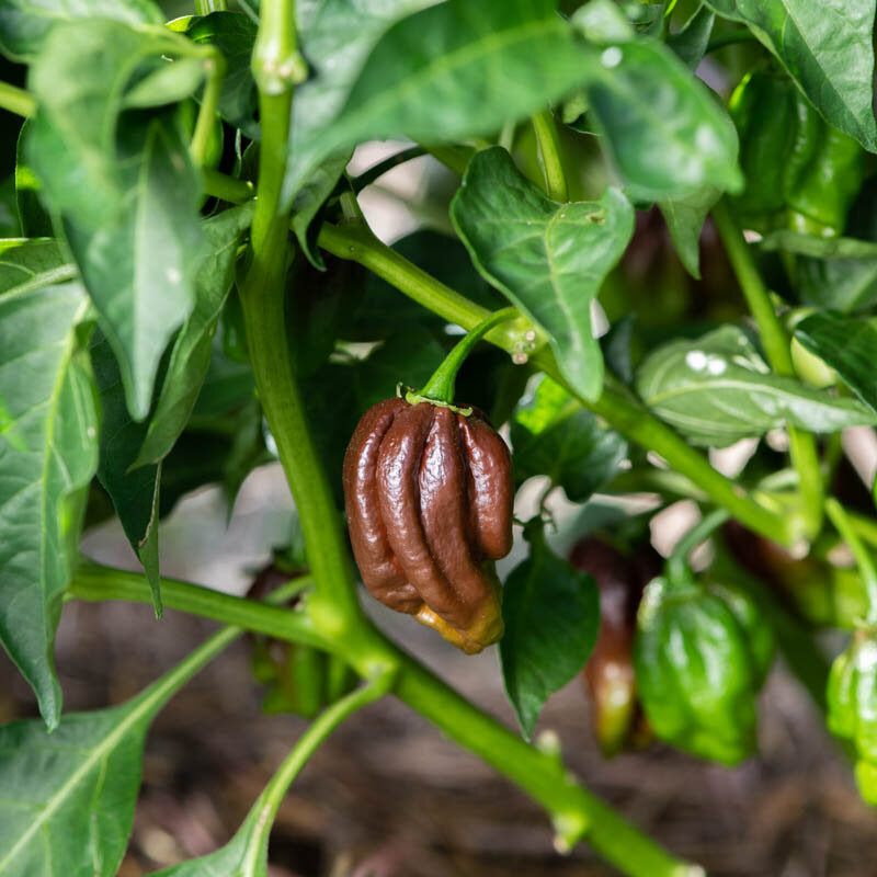 Extrem scharfer Habanero Chocolate Brown Pepper Bio