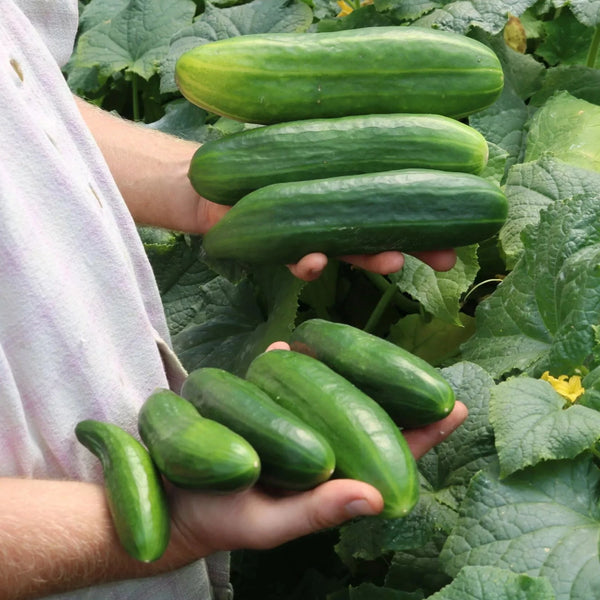 Gurke ‚Antje‘ (Cucumis sativus) – Bio-Samen