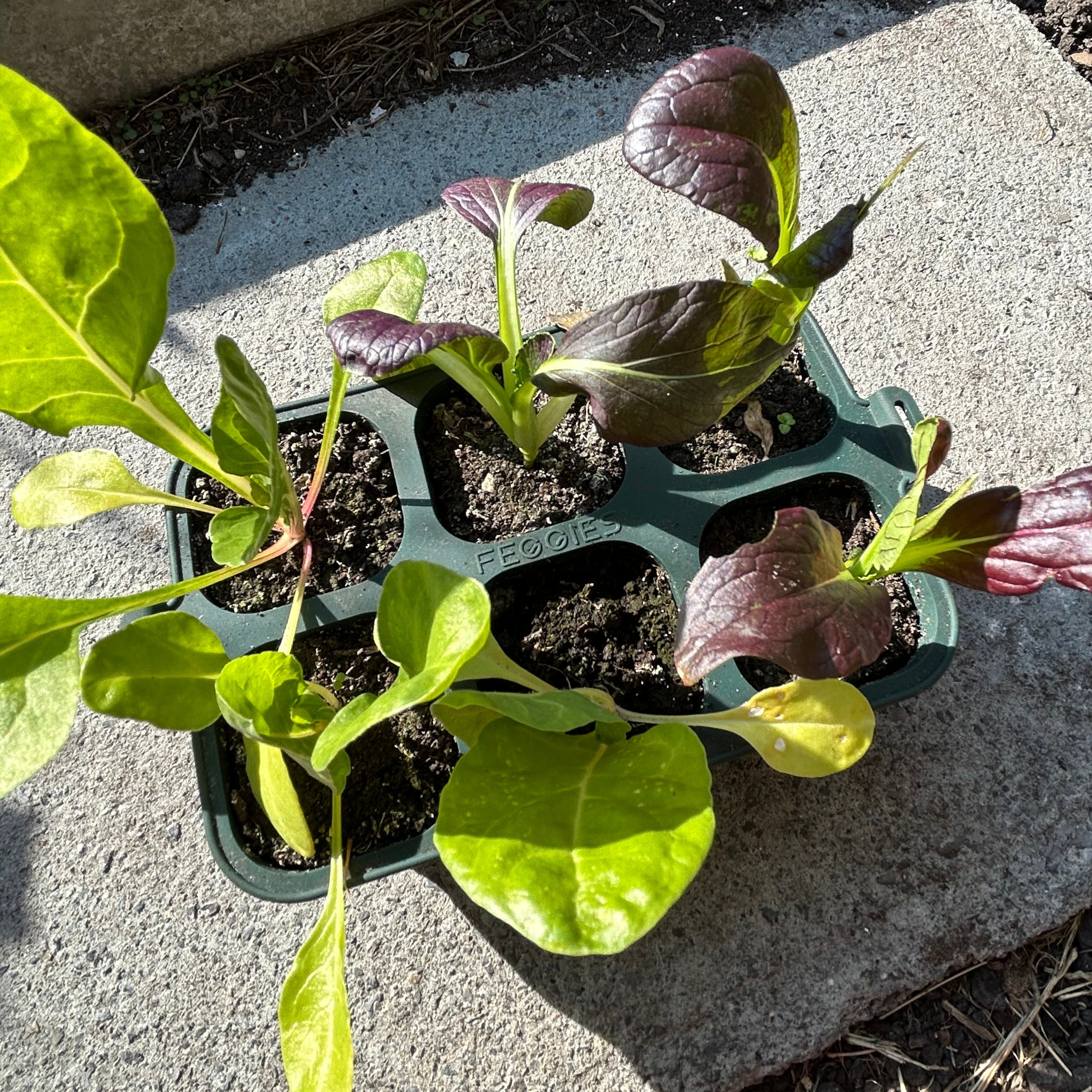 Feggies faltbare Anzuchtschale