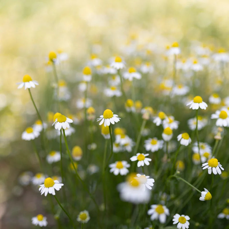 Kamille Zloty Lan Bio