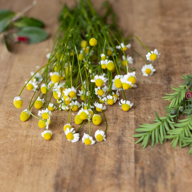 Kamille Zloty Lan Bio