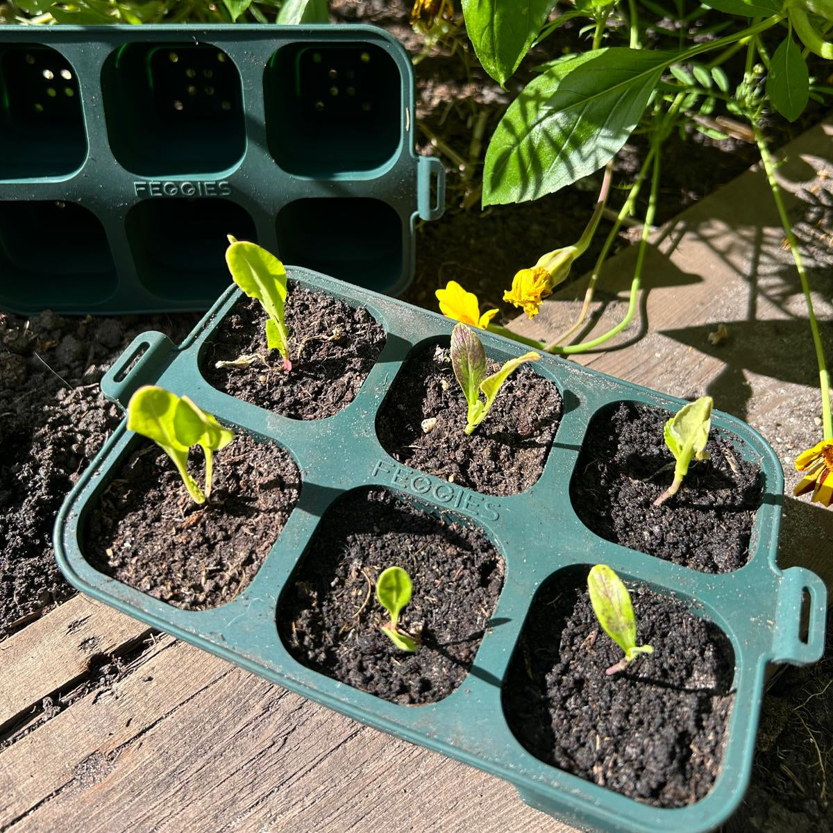 Feggies faltbare Anzuchtschale