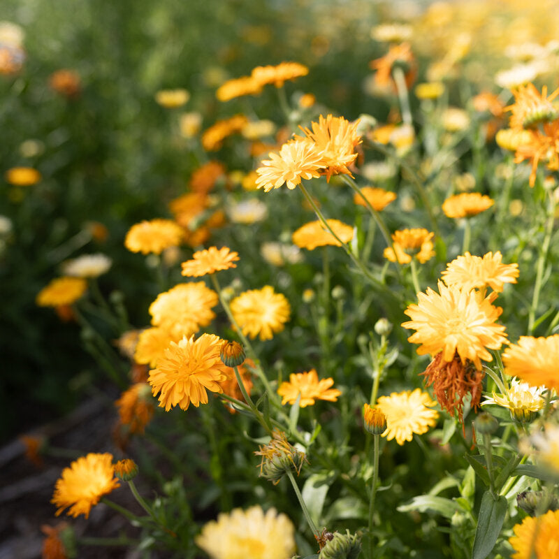 Marigold Zitrus Sorbet Mix Bio