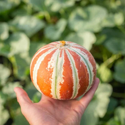 Melone Kajari Bio