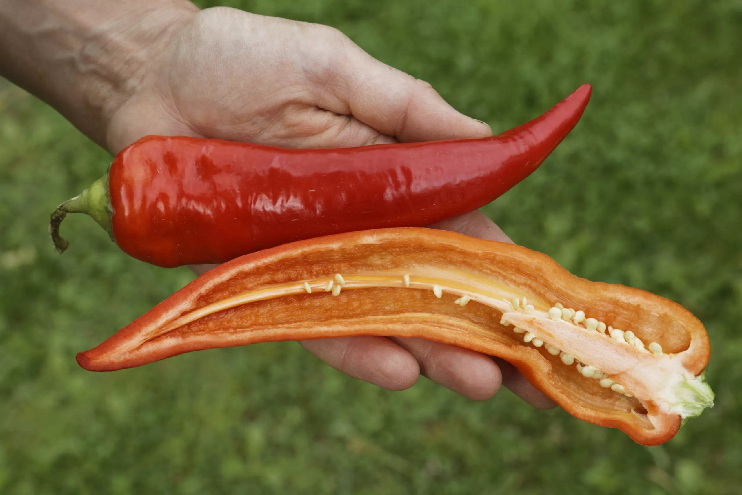 Bio-Paprika-Süßbananen-Samen