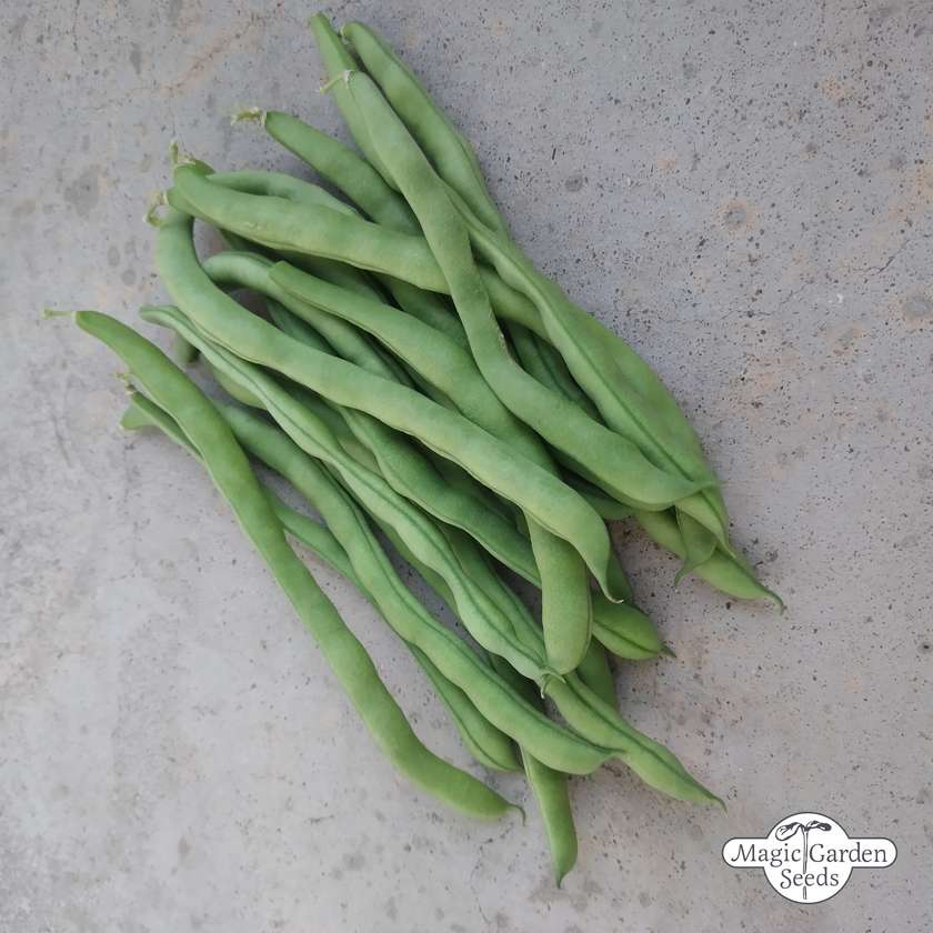 Stangenbohne 'Neckarkönigin' Samen – bio & ertragreich