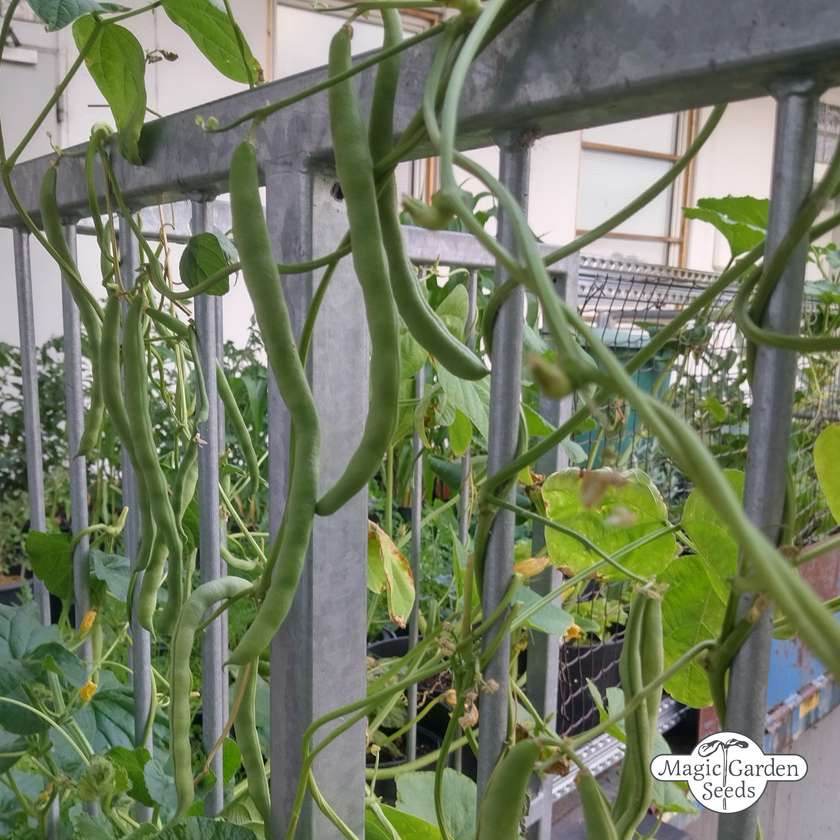 Stangenbohne 'Neckarkönigin' Samen – bio & ertragreich