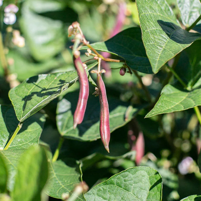 Natürliche grüne Bohne Red Swan Bio