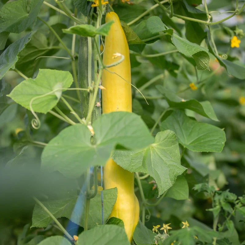 Gurke Satsuki Madori Bio