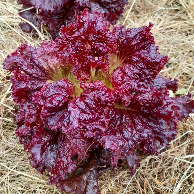 Römersalat Red Velvet