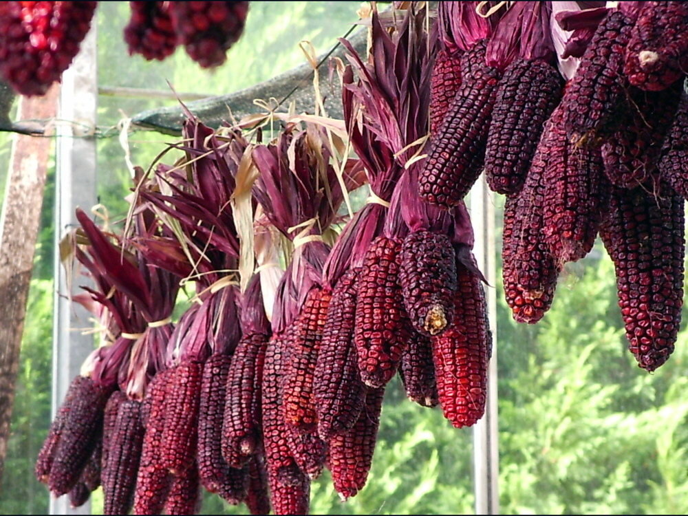 Zuckermais 'Martian Purple Red' (Zea mays) – Bio-Saatgut