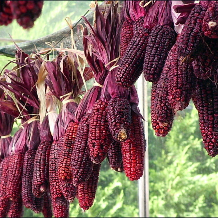 Zuckermais 'Martian Purple Red' (Zea mays) – Bio-Saatgut