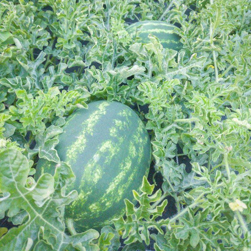 Wassermelone Sweet Yellow Mountain Bio