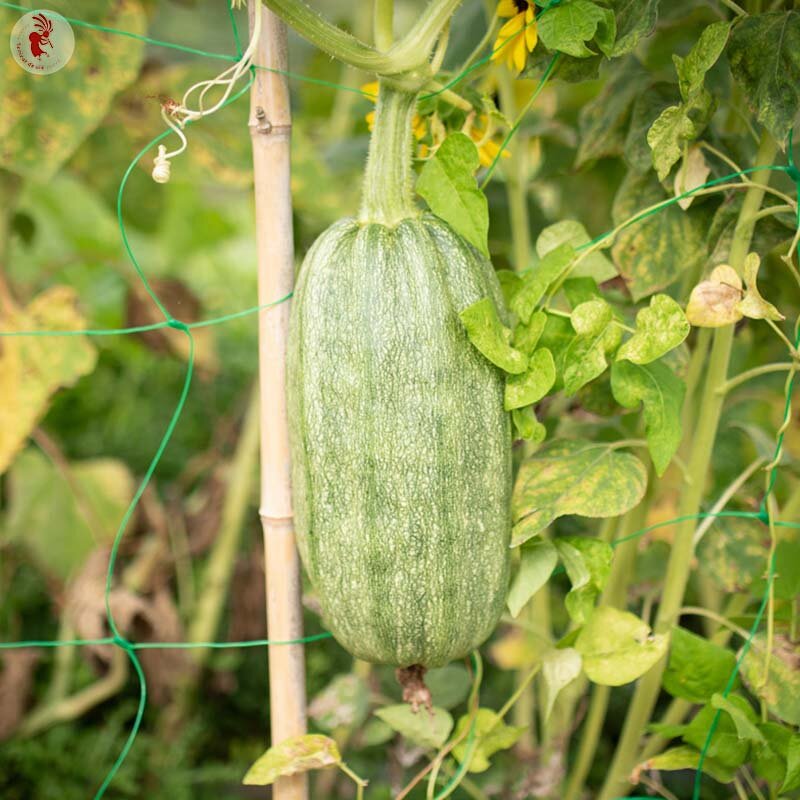 Zucchini 'Tabergmouzt aus Marokko' (Cucurbita pepo) – Bio-Saatgut