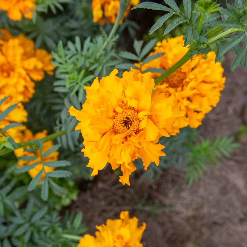Tagetes Jack's Crackers Mix (Ringelblumen)