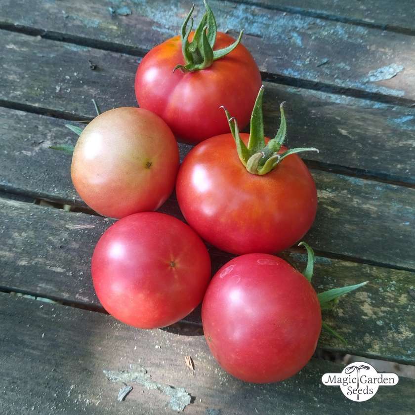 Tomatensamen Rose de Berne Bio