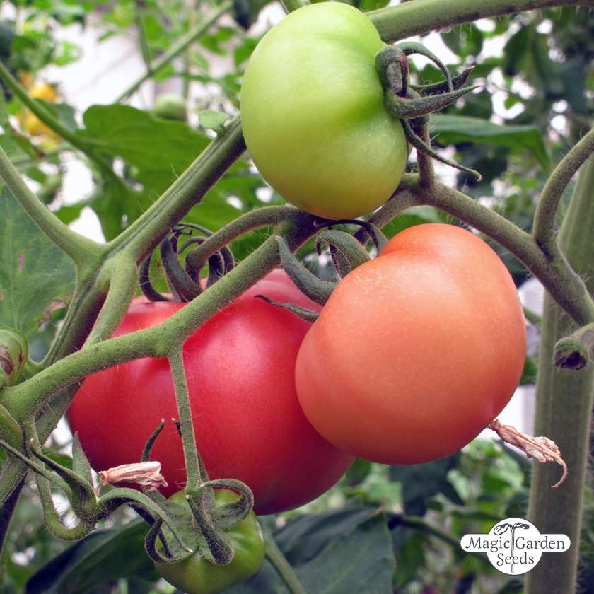 Tomatensamen Rose de Berne Bio