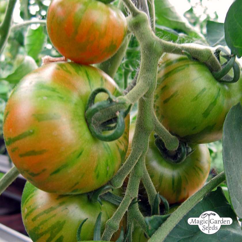 Tomaten Tigerella Samen Bio