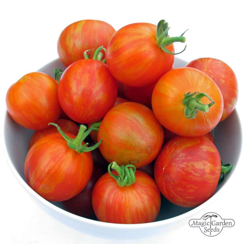Tomaten Tigerella Samen Bio