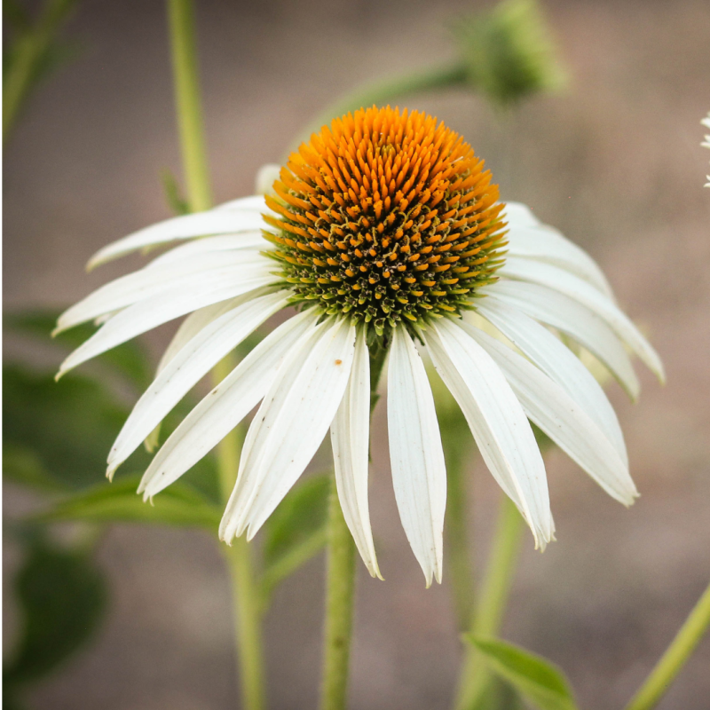 Sonnenhut 'White Swan' (Echinacea purpurea) – Bio-Saatgut – Feggies