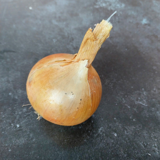 Zwiebel Sturon 500 Gramm Bio