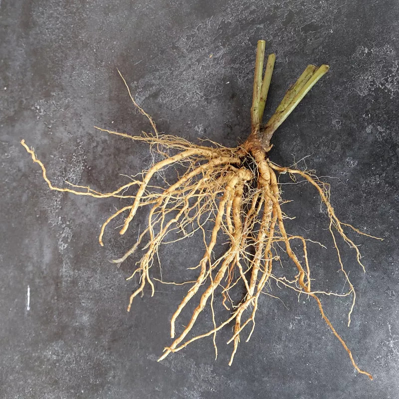 Ashwagandha / Winterkirsche (Withania somnifera) – Bio-Samen