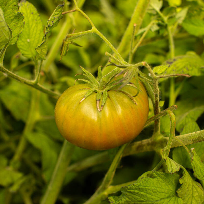 Tante Rubys deutsches Grün – Bio-Tomatensamen