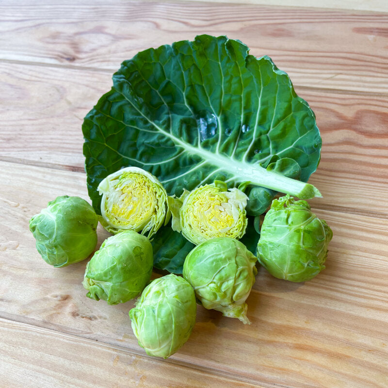 Rosenkohl 'Darkmar' (Brassica oleracea) – Bio-Saatgut