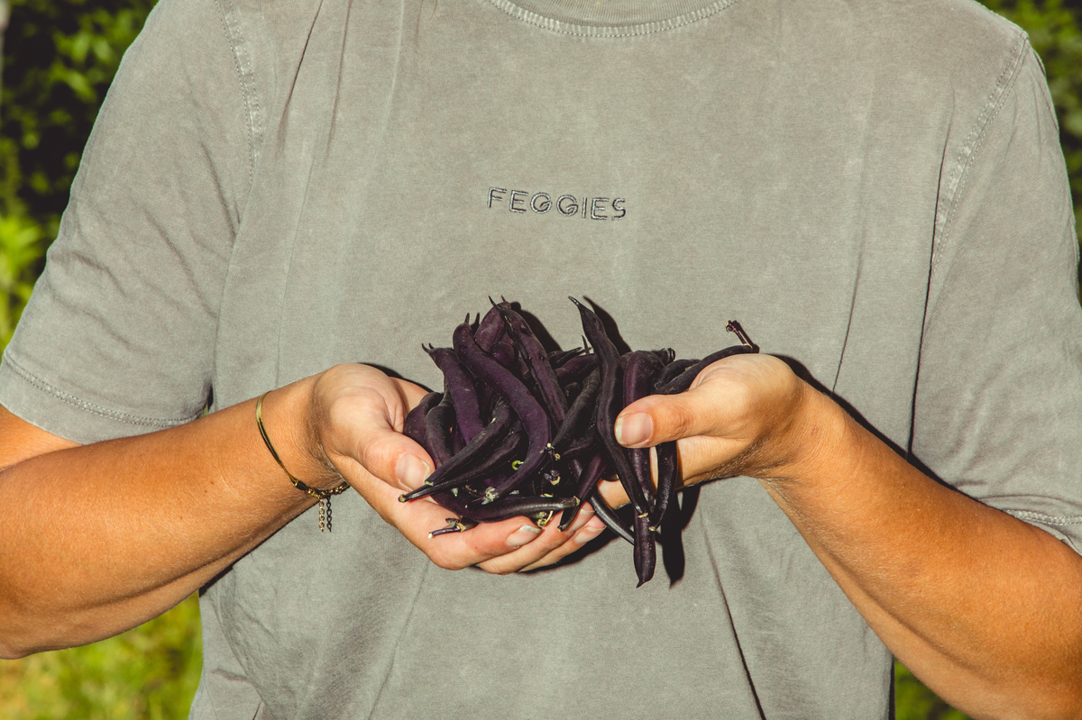 Handen vol paarse boontjes uit eigen tuin, iemand in een Feggies-shirt