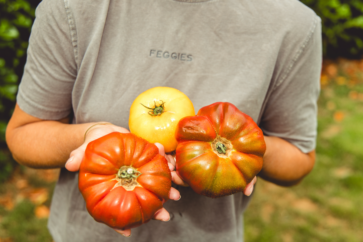 Handen met drie grote tomaten in rood, geel en groen, uit eigen tuin