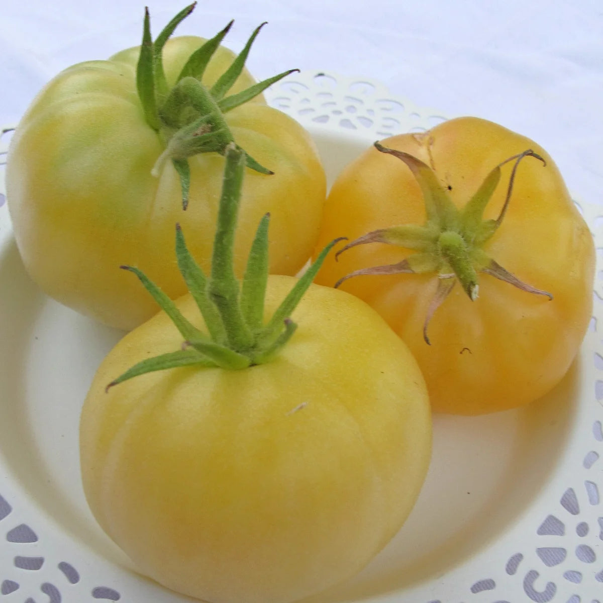 Fleischtomate White Beauty Samen Bio