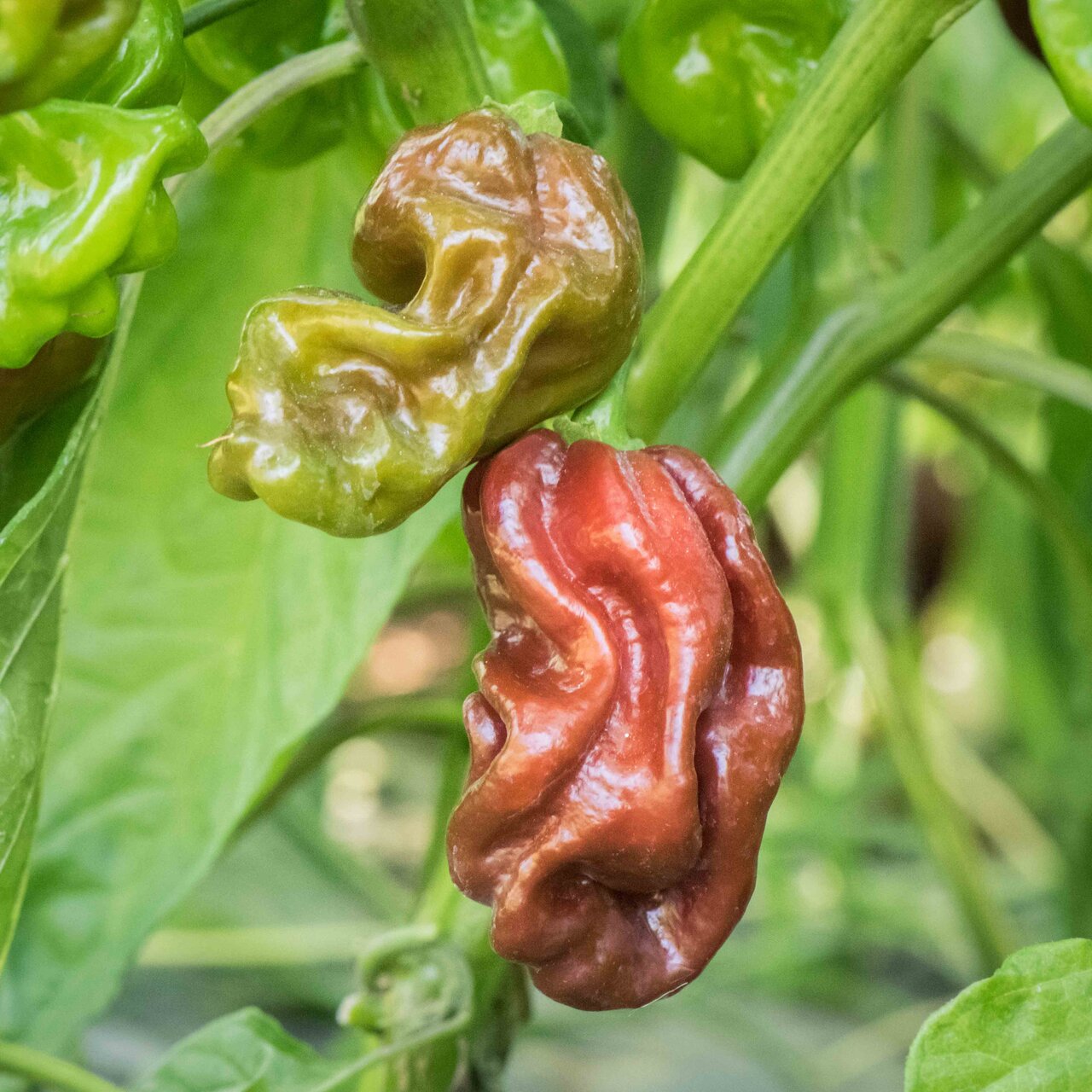 Habanero Chocolate Brown – Bio-Chilisamen (extrem scharf)