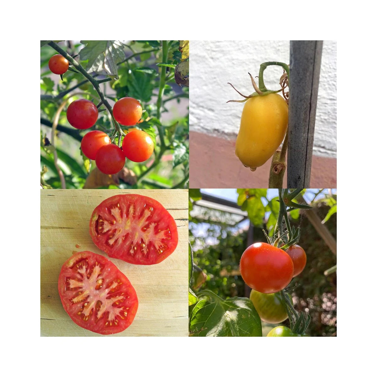 Historische Tomatenmischung - Samenset