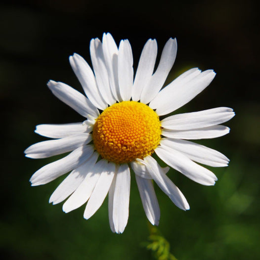 Kamille Matricaria Samen Bio