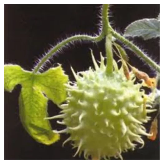 Gurkensamen West Indies Bio