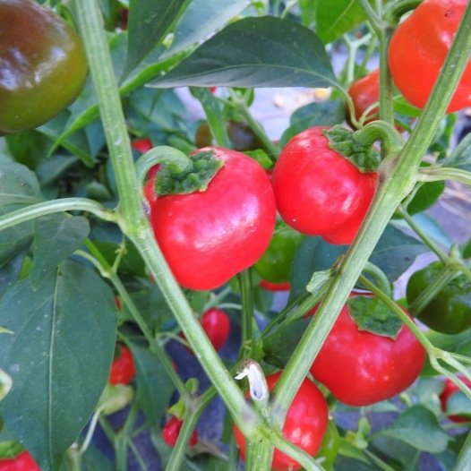Paprika Mini Bell rote Samen Bio