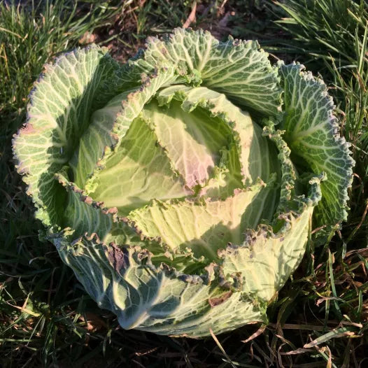 Wirsing aus Lorient-Samen