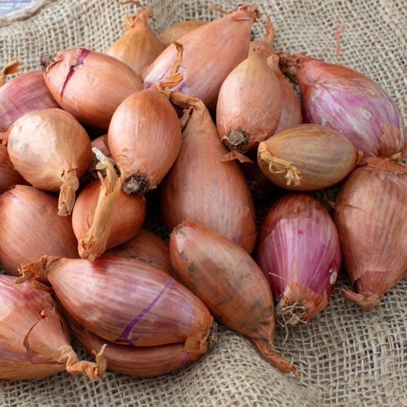 Schalotte Longor 250 Gramm Bio