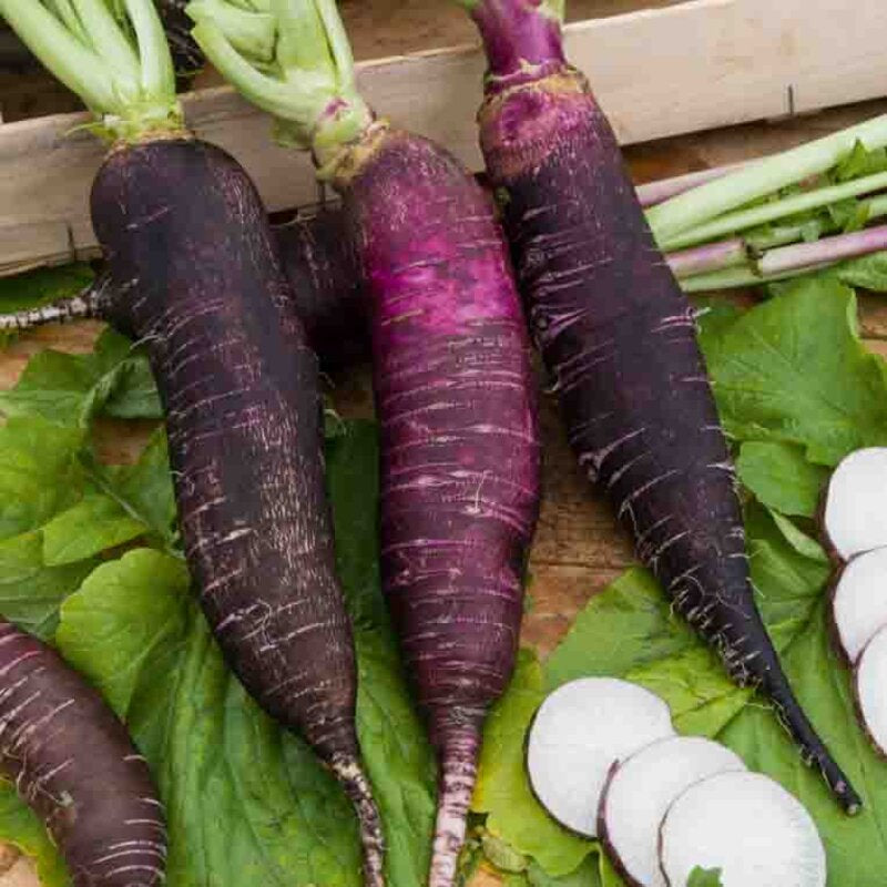 Violet de Gournay – Bio-Radieschensamen (alte Sorte)